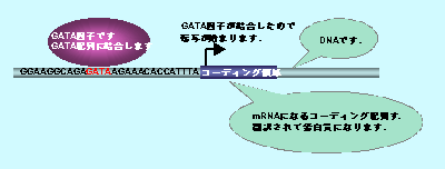 造血系転写因子gata 2の機能及び発現制御機構の解明