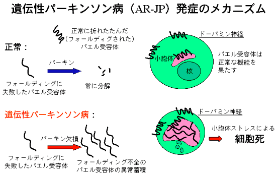 先端脳ホームページ