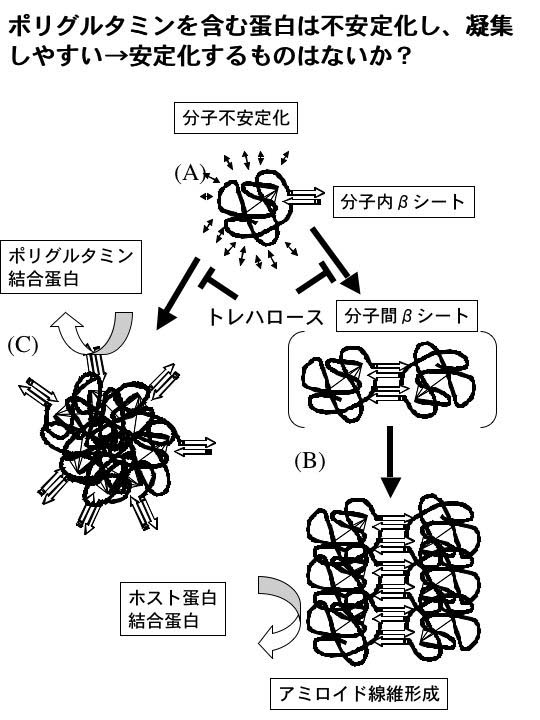 先端脳ホームページ