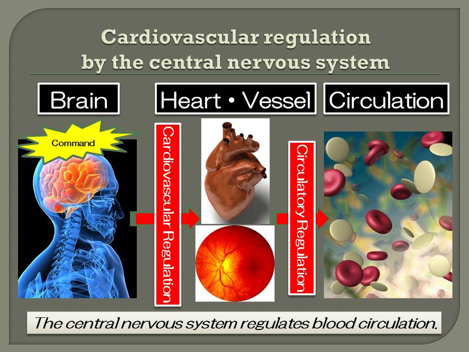 Cardiovascular Regulation