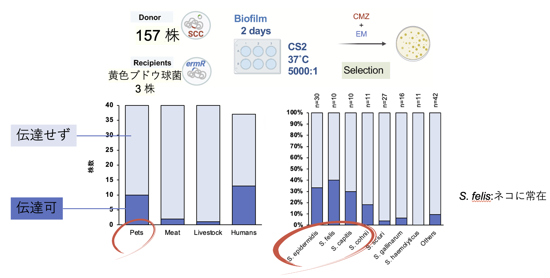 環境にSCC<i>mec</i>ドナーが存在する