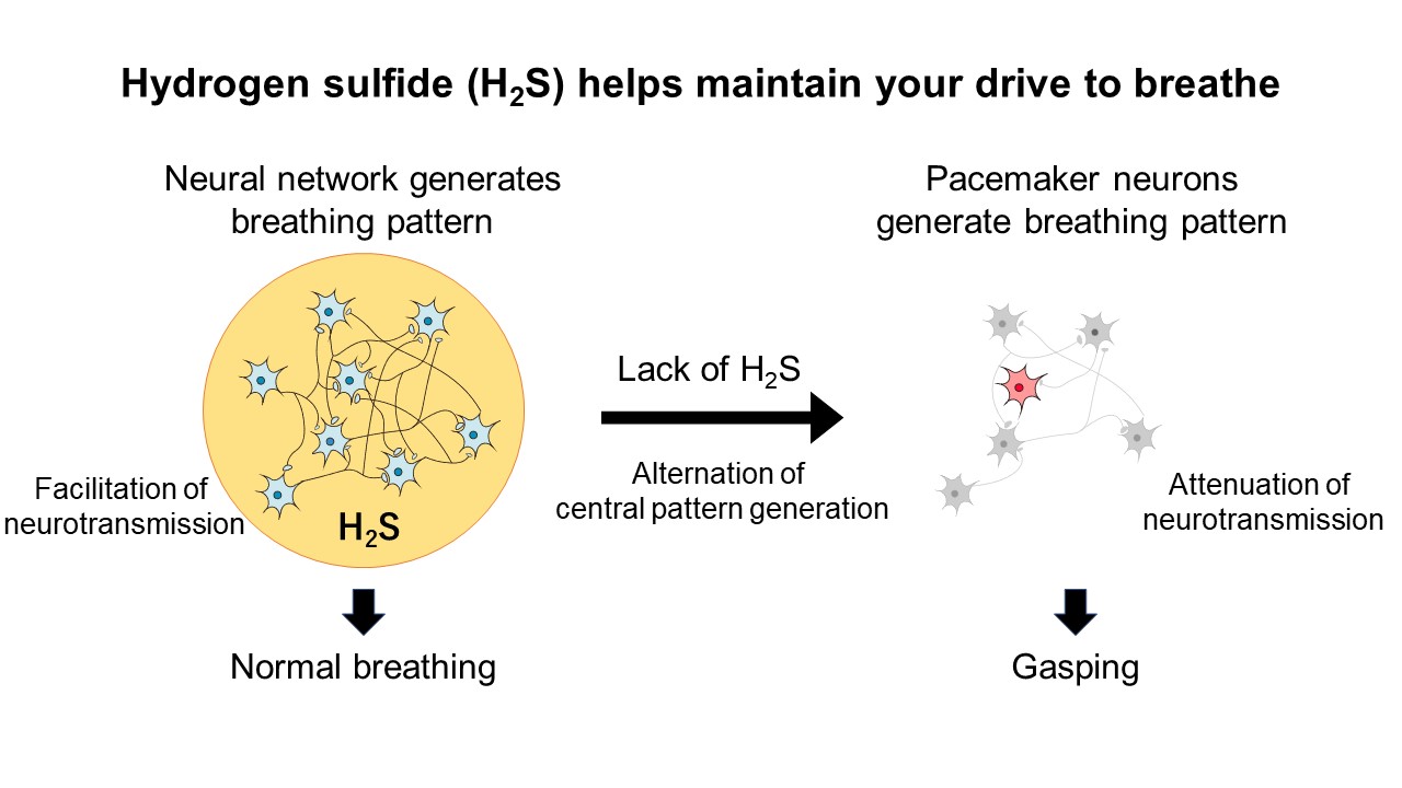 Respiratory regulation