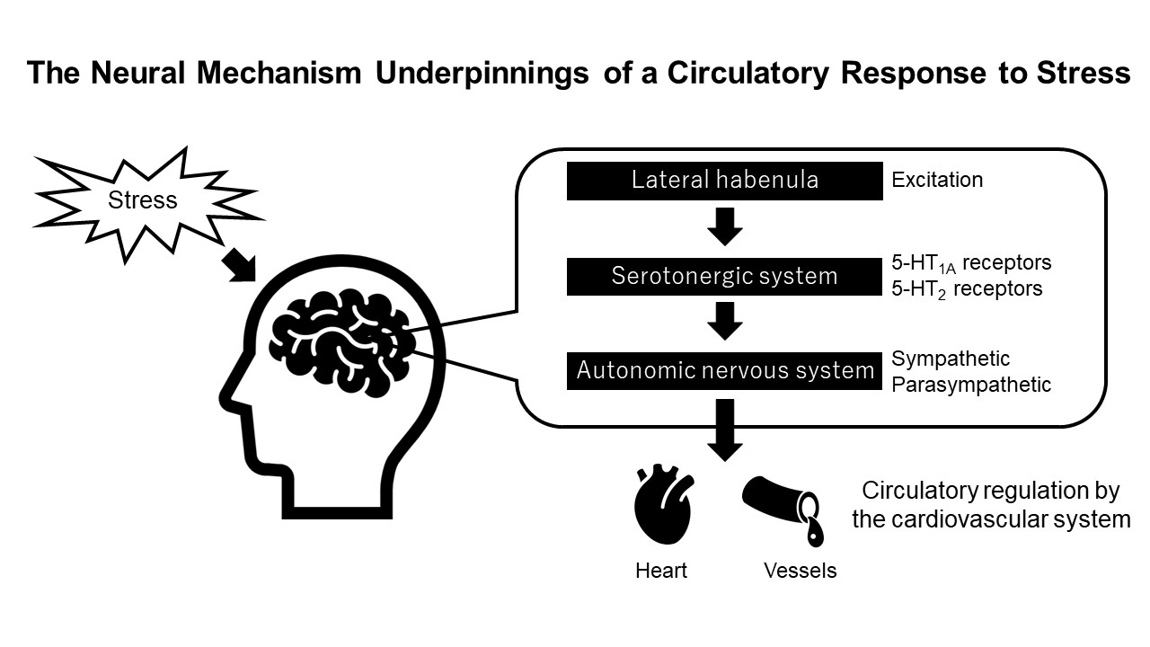 The Neural Mechanism Underpinnings of a Circulatory Response to Stress