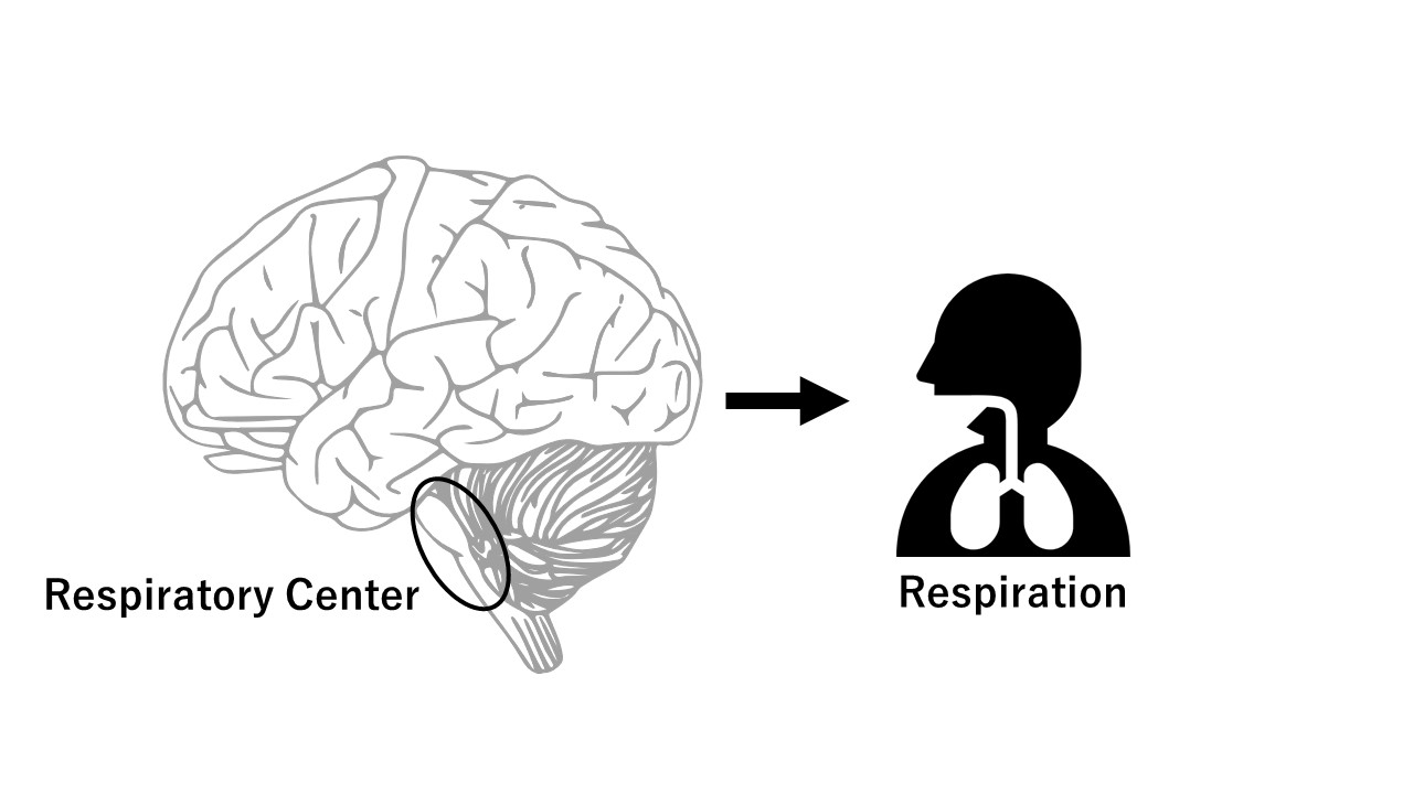 Respiratory Center