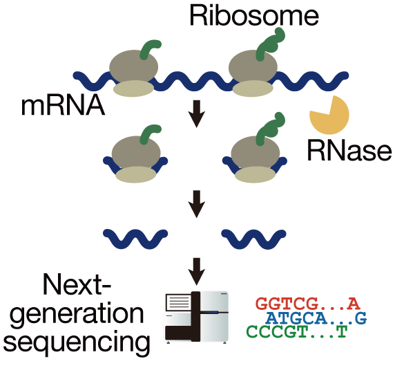 Ribo-Seq