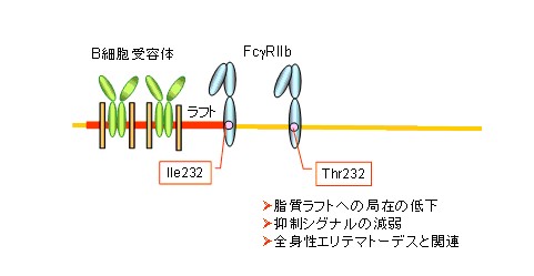 B細胞受容体